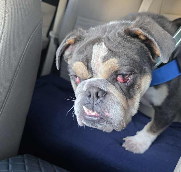 Louie Ratatouille photo