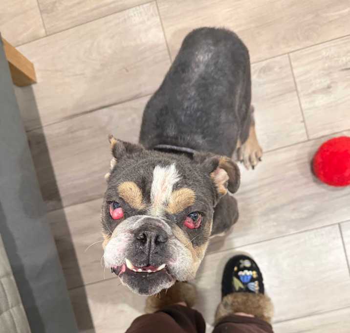 Louie Ratatouille photo 2