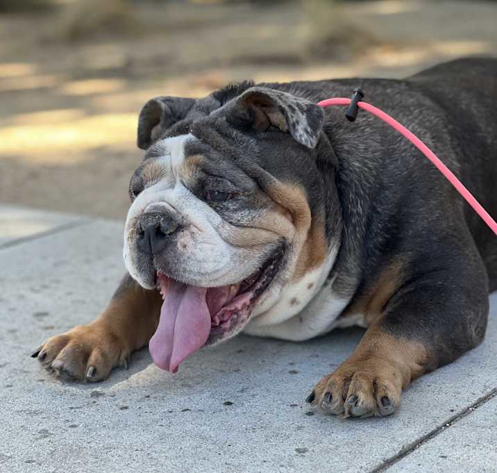 Peggy Potamus photo 1